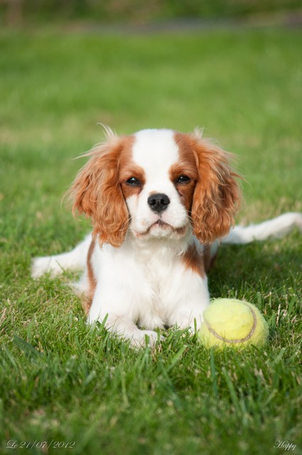 Cavalier King Charles : Happy du rocher de la Garelire